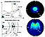 Simulated echoes at differing frequencies